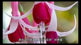 &quot;花學(xué)&quot;新視角：周雨彤的獨(dú)特綻放