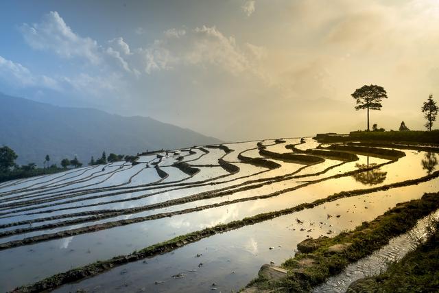 南繁綜合創(chuàng)新服務(wù)平臺(tái)詳解水稻種植全攻略-圖2