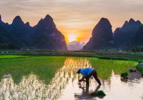 南繁綜合創(chuàng)新服務(wù)平臺(tái)詳解水稻種植全攻略-圖3