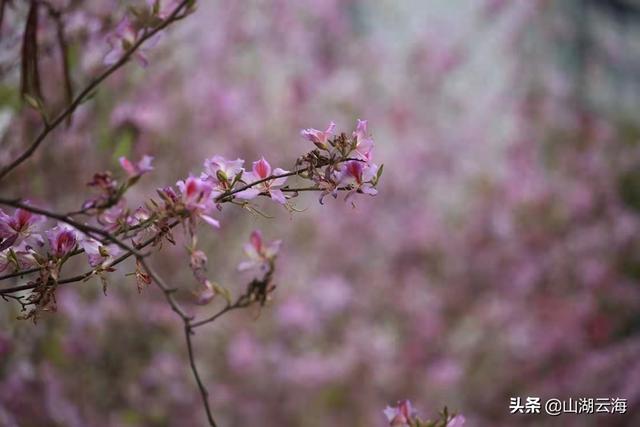 春風(fēng)不解意，何故落花來-圖1