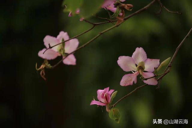 春風(fēng)不解意，何故落花來-圖3