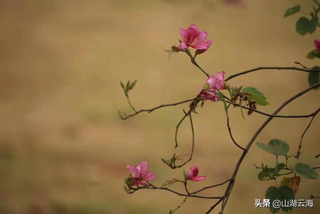 春風(fēng)不解意，何故落花來-圖4