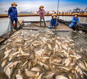 大黃魚天價之謎，江浙沿海每斤20多，為何有的能賣1.5萬？-圖7