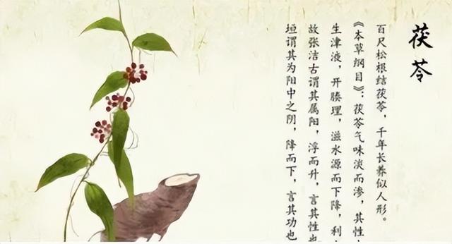 馬博士女性養(yǎng)生館，藥食同源，揭秘茯苓健脾滲濕功效-圖2