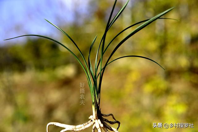 蘭花養(yǎng)護(hù)挑戰(zhàn)，應(yīng)對(duì)有根無(wú)葉與有葉無(wú)根的極端案例-圖2