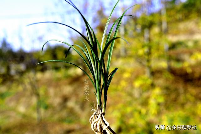 蘭花養(yǎng)護(hù)挑戰(zhàn)，應(yīng)對(duì)有根無(wú)葉與有葉無(wú)根的極端案例-圖11