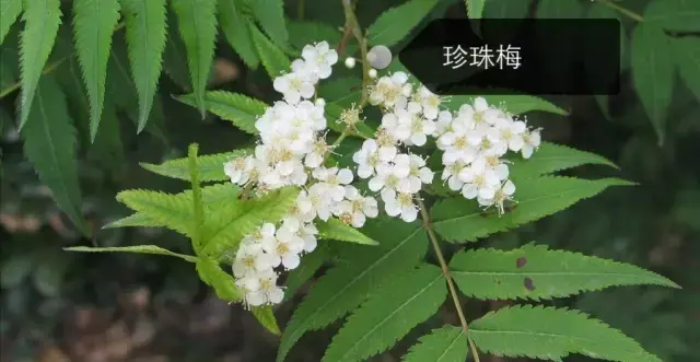 150種鮮花圖譜大全，挑戰(zhàn)你的識花能力！-圖4