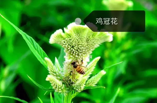 150種鮮花圖譜大全，挑戰(zhàn)你的識花能力！-圖5