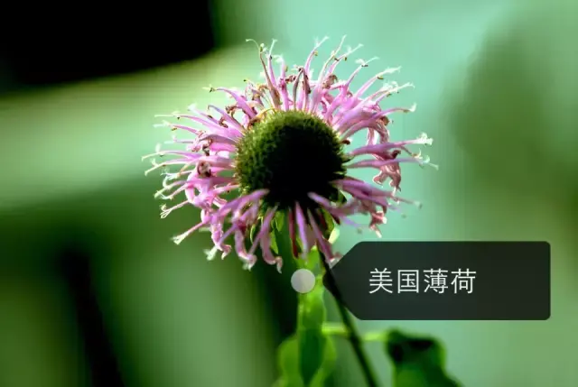 150種鮮花圖譜大全，挑戰(zhàn)你的識花能力！-圖7