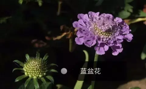 150種鮮花圖譜大全，挑戰(zhàn)你的識花能力！-圖6