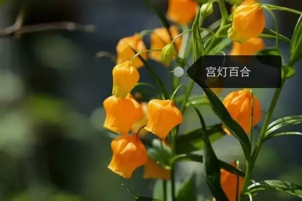 150種鮮花圖譜大全，挑戰(zhàn)你的識花能力！-圖9