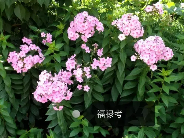 150種鮮花圖譜大全，挑戰(zhàn)你的識花能力！-圖12