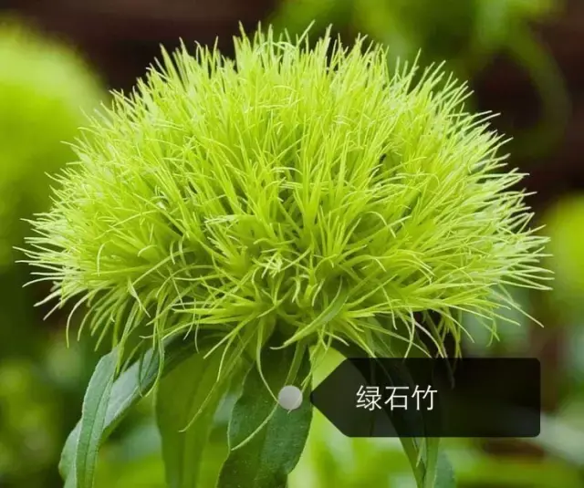 150種鮮花圖譜大全，挑戰(zhàn)你的識花能力！-圖14