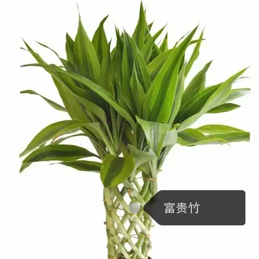 150種鮮花圖譜大全，挑戰(zhàn)你的識花能力！-圖15