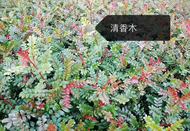 150種鮮花圖譜大全，挑戰(zhàn)你的識花能力！-圖26