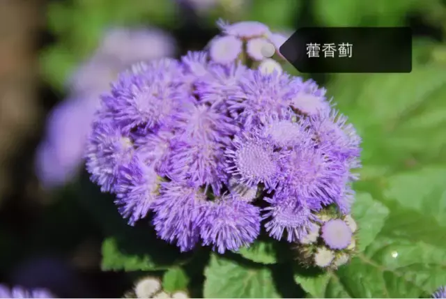 150種鮮花圖譜大全，挑戰(zhàn)你的識花能力！-圖27