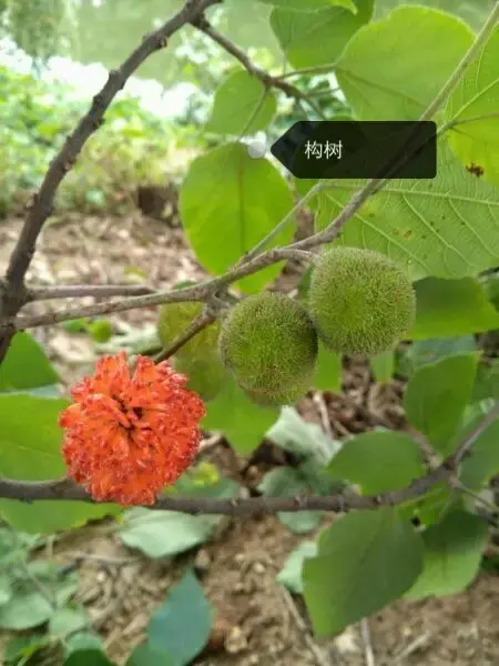 150種鮮花圖譜大全，挑戰(zhàn)你的識花能力！-圖29