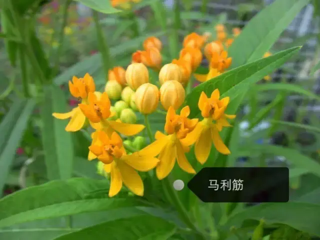 150種鮮花圖譜大全，挑戰(zhàn)你的識花能力！-圖33