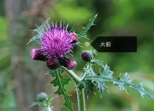 150種鮮花圖譜大全，挑戰(zhàn)你的識花能力！-圖34