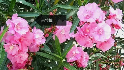 150種鮮花圖譜大全，挑戰(zhàn)你的識花能力！-圖35