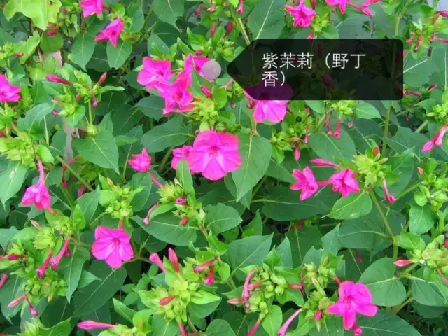 150種鮮花圖譜大全，挑戰(zhàn)你的識花能力！-圖38