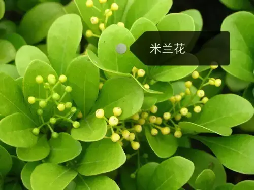 150種鮮花圖譜大全，挑戰(zhàn)你的識花能力！-圖41