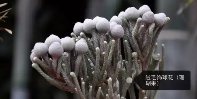 150種鮮花圖譜大全，挑戰(zhàn)你的識花能力！-圖43