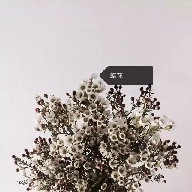 150種鮮花圖譜大全，挑戰(zhàn)你的識花能力！-圖51