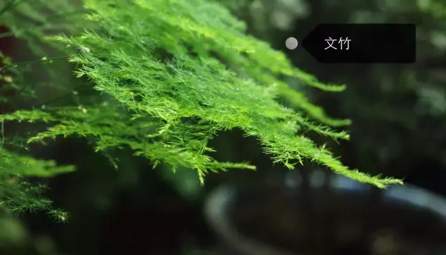 150種鮮花圖譜大全，挑戰(zhàn)你的識花能力！-圖52