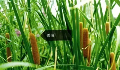 150種鮮花圖譜大全，挑戰(zhàn)你的識花能力！-圖53