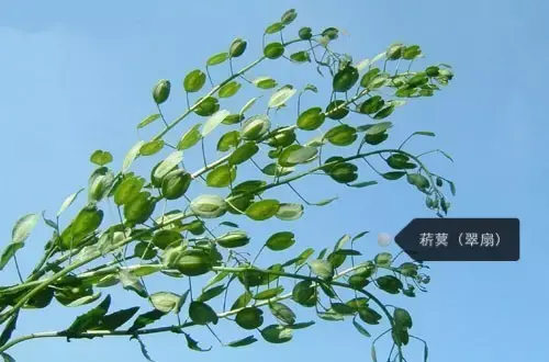 150種鮮花圖譜大全，挑戰(zhàn)你的識花能力！-圖55