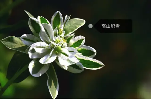 150種鮮花圖譜大全，挑戰(zhàn)你的識花能力！-圖60