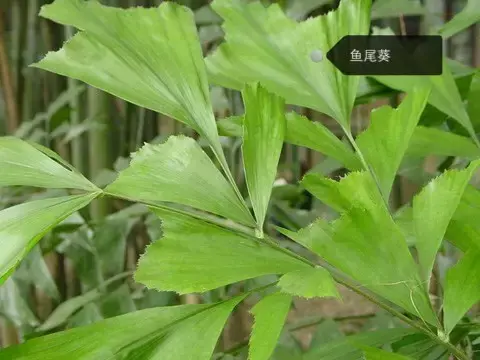 150種鮮花圖譜大全，挑戰(zhàn)你的識花能力！-圖64