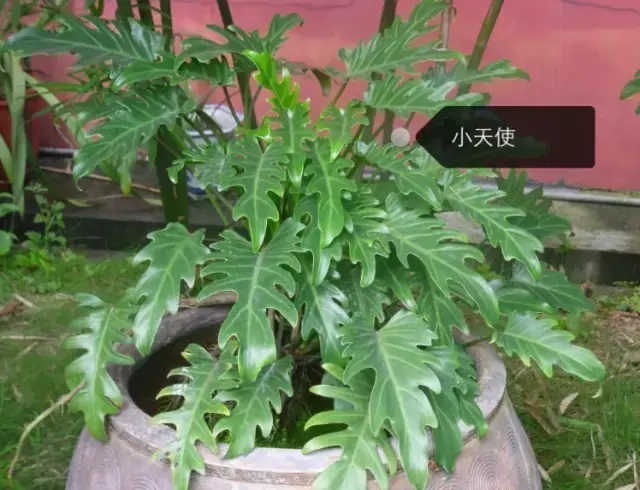 150種鮮花圖譜大全，挑戰(zhàn)你的識花能力！-圖63