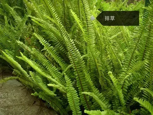 150種鮮花圖譜大全，挑戰(zhàn)你的識花能力！-圖66