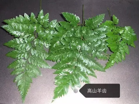 150種鮮花圖譜大全，挑戰(zhàn)你的識花能力！-圖67