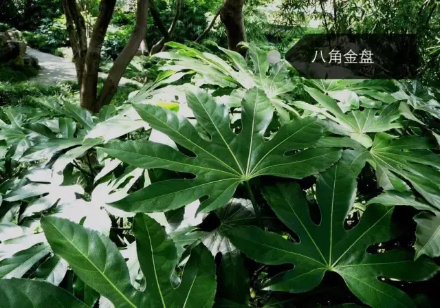 150種鮮花圖譜大全，挑戰(zhàn)你的識花能力！-圖71