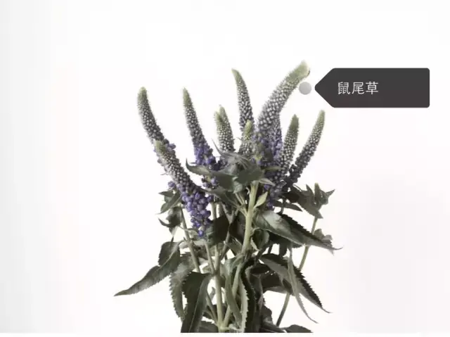 150種鮮花圖譜大全，挑戰(zhàn)你的識花能力！-圖72