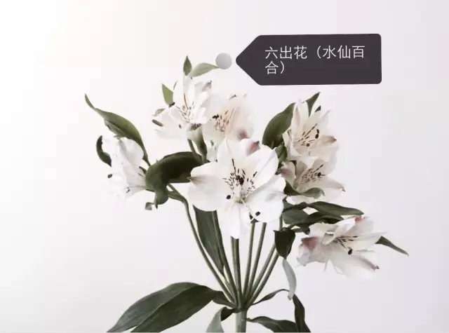 150種鮮花圖譜大全，挑戰(zhàn)你的識花能力！-圖74