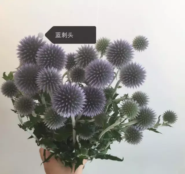 150種鮮花圖譜大全，挑戰(zhàn)你的識花能力！-圖87