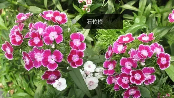 150種鮮花圖譜大全，挑戰(zhàn)你的識花能力！-圖95