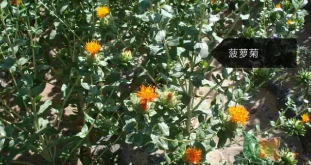 150種鮮花圖譜大全，挑戰(zhàn)你的識花能力！-圖96