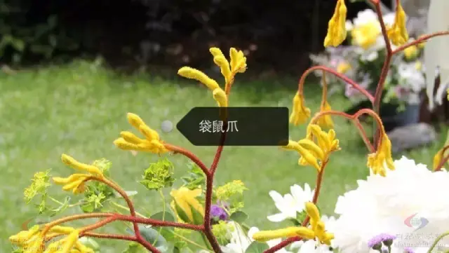 150種鮮花圖譜大全，挑戰(zhàn)你的識花能力！-圖98