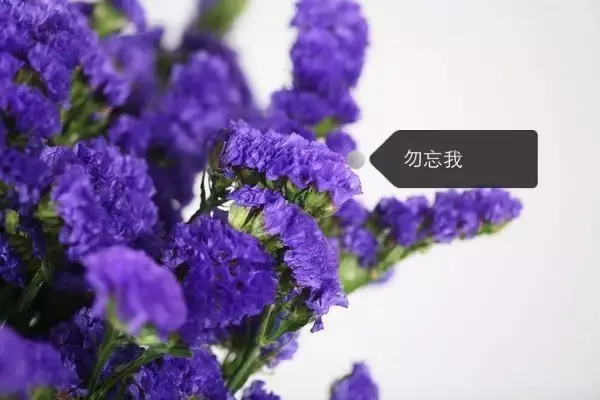 150種鮮花圖譜大全，挑戰(zhàn)你的識花能力！-圖108