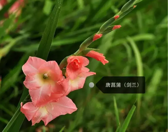 150種鮮花圖譜大全，挑戰(zhàn)你的識花能力！-圖110