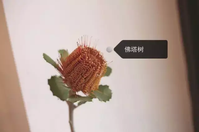 150種鮮花圖譜大全，挑戰(zhàn)你的識花能力！-圖118