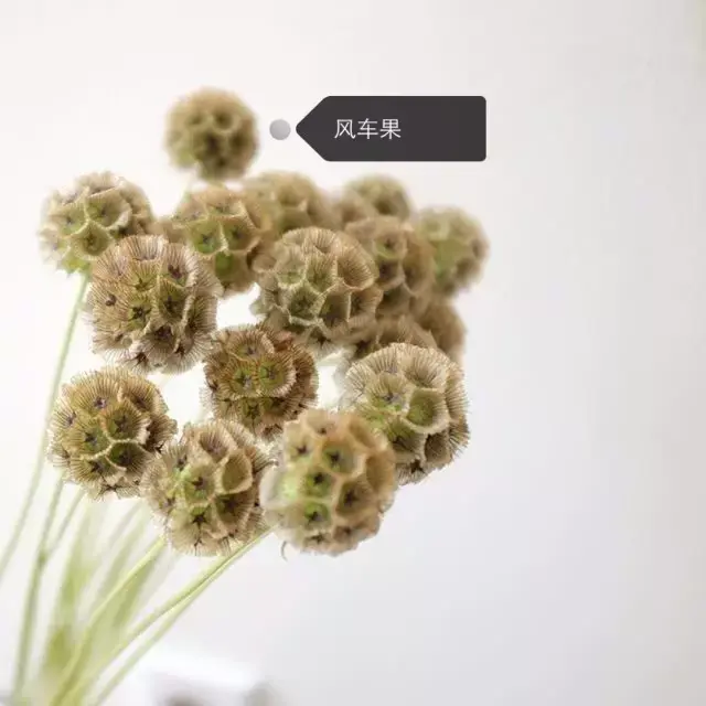 150種鮮花圖譜大全，挑戰(zhàn)你的識花能力！-圖121