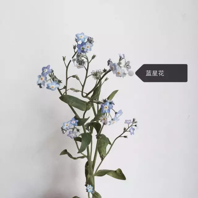 150種鮮花圖譜大全，挑戰(zhàn)你的識花能力！-圖130