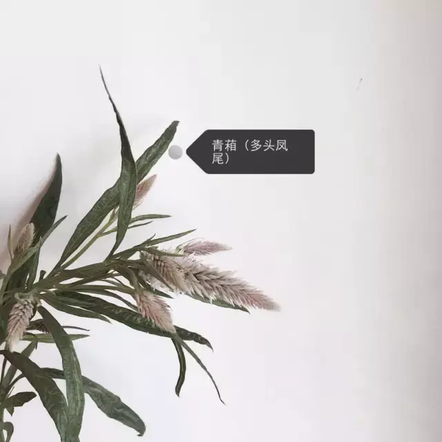 150種鮮花圖譜大全，挑戰(zhàn)你的識花能力！-圖136